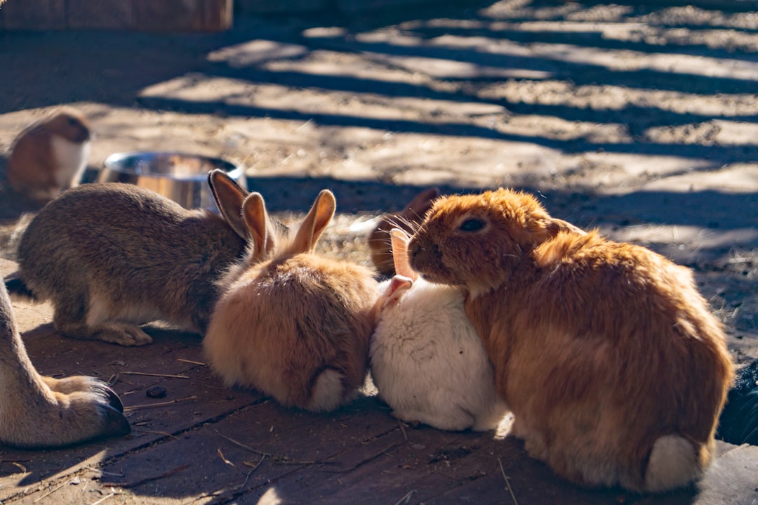 HTTP 300 - Multiple Choices